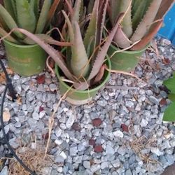 Aloe Vera Plants Organic 