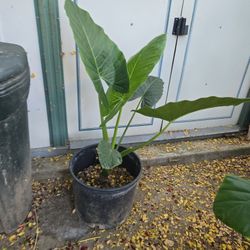 Cute Plant Elephant Ear 