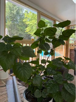Tropical Hibiscus (Hibiscus rosa-sinensis).