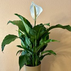 Peace Lily cuna de moises flower plant