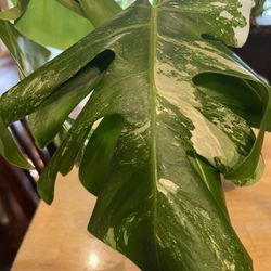 Variegated Monstera Albo Plant Cutting W/roots
