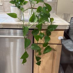 Pothos Plant 