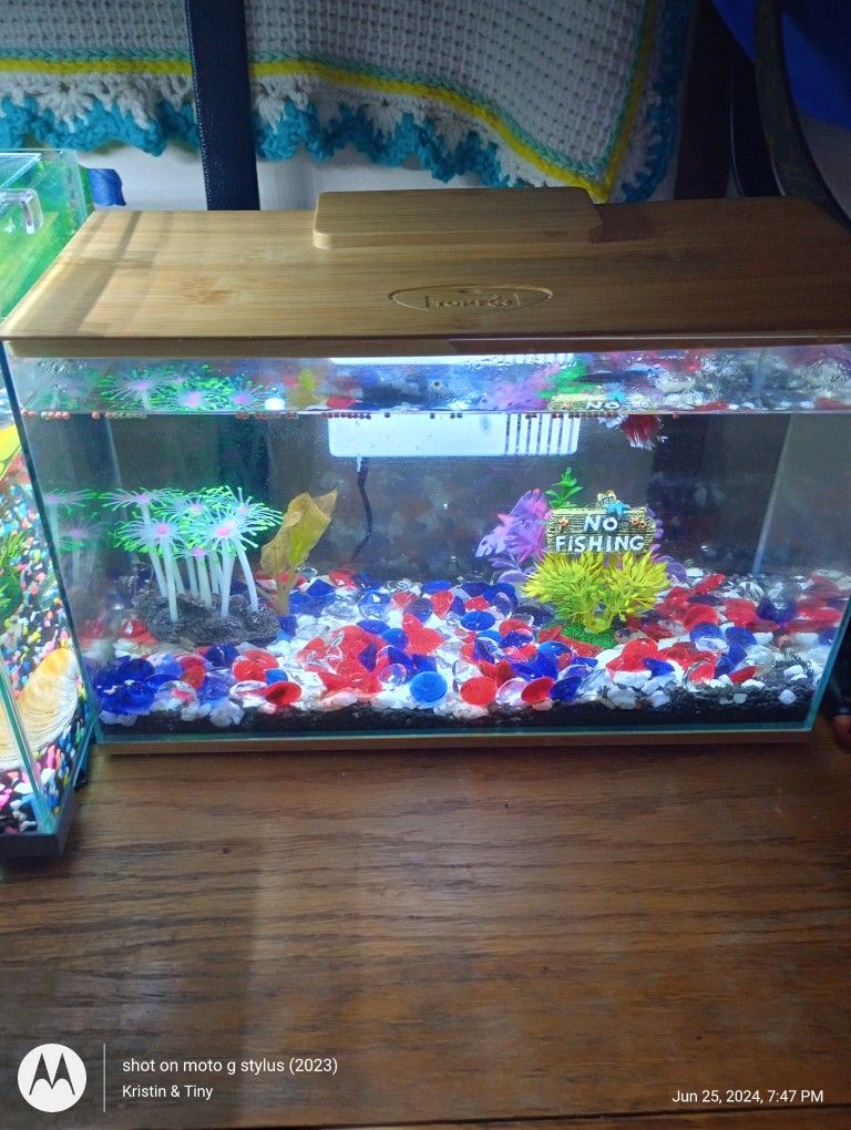 3 Gallon Beta Fish Tank