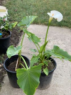 $20 Each Calla Lily White Flower Plant 5 Gallon Pot Live Plant  