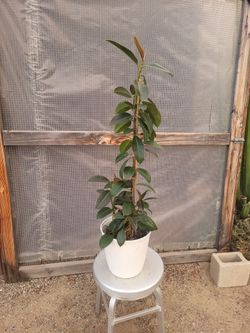 Green Rubber Plant 8" Nursery Pot