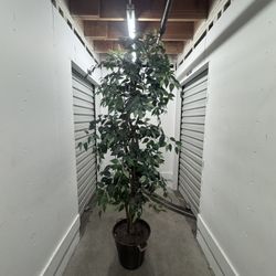 Faux Plant