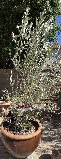 Olive Tree In Large Glaze Ceramic Pot