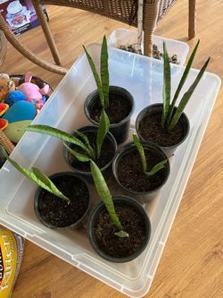 House plants $10 each