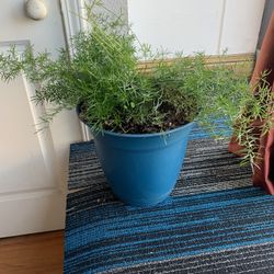 Medium Size Pot And Fern Plant. 