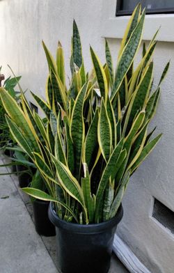 Big Beautiful Snake Plant Bucket $80
