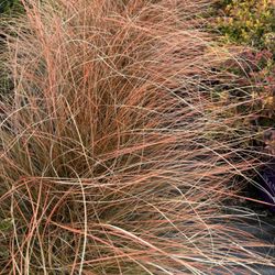 Cappuccino Sedge Grass 