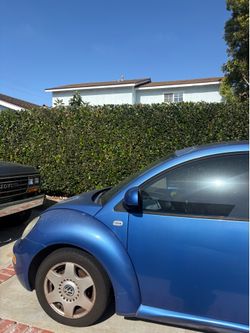 Blue Bug
