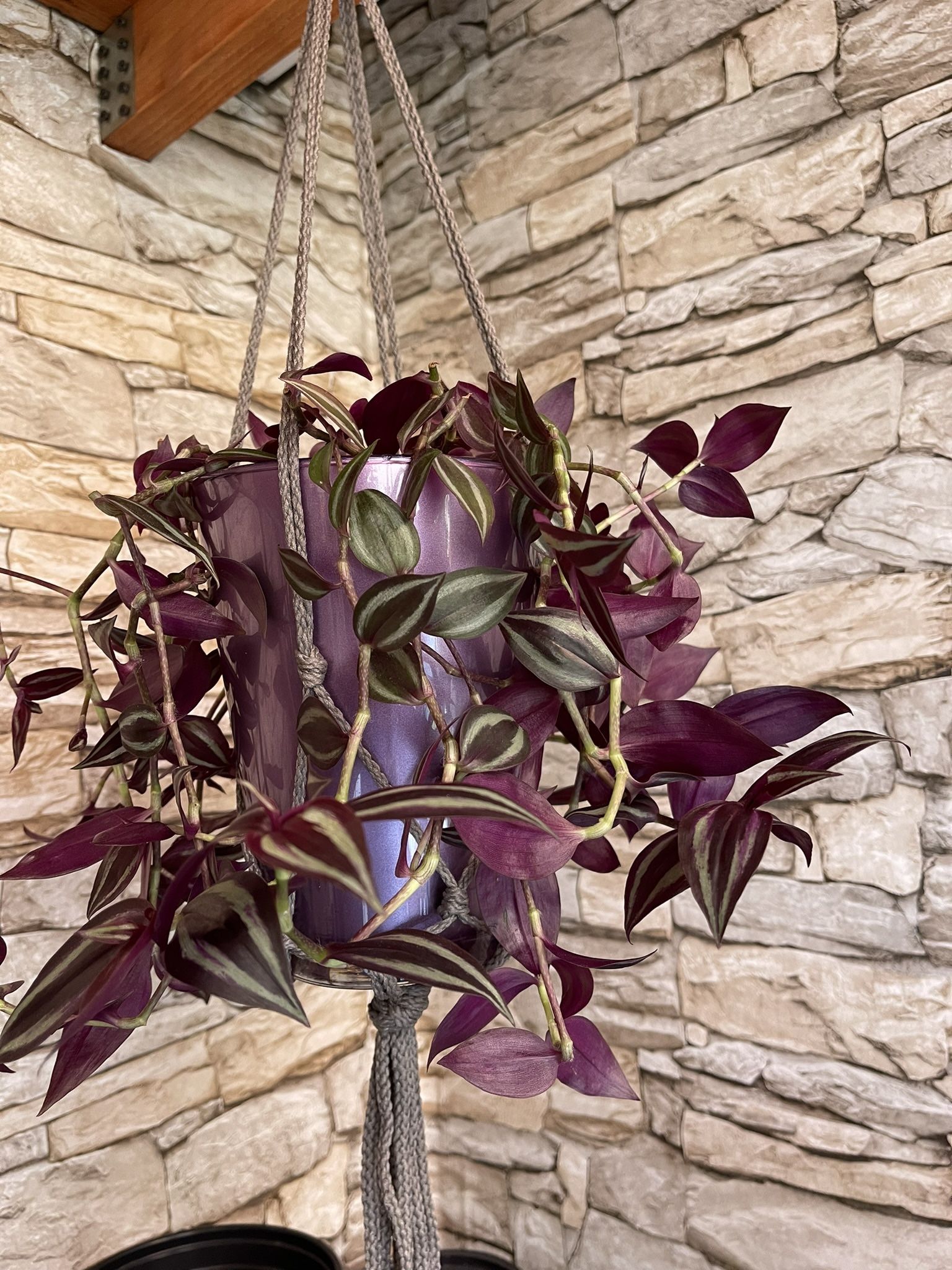 Tradescantia Zebrina Beautiful Trailing House Plant In 7"H Pot.