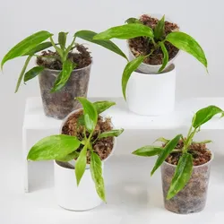 Rare Aroid Philodendron Golden dragon starter plant/ indoor plant/ house plant/ flower patio garden