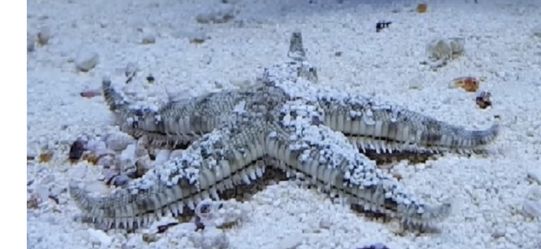 Sand Sifting Starfish
