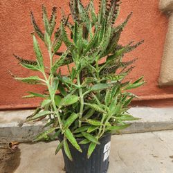 Kalanchoe Mother Of Thousand Plant Medesinal