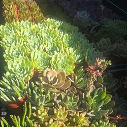 Echeverias  & Succulent