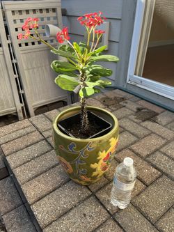 Crown Of Throne (with Pot)