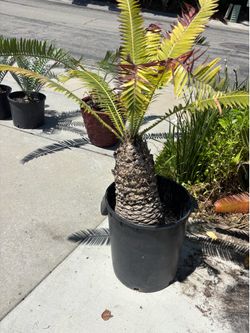 Dioon Spinulosum trunking