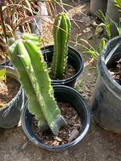 Cactus 🌵