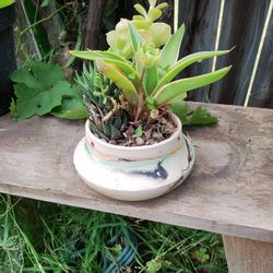 Succulent Plants In Vintage Hand Painted pot 