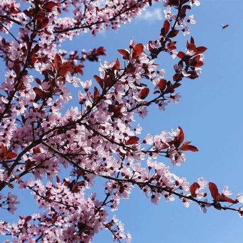 Three Baby Flowering Plum Trees