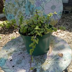 Small Elephant Ear Bush