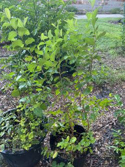 Indian jujube trees