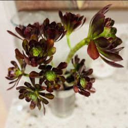 Gorgeous Aeonium Black Rose Succulents Rooted Mature Indoor Outdoor Plants Gift Ideas Home Decor 