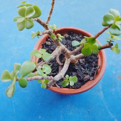 planta de jade o abundancia $5