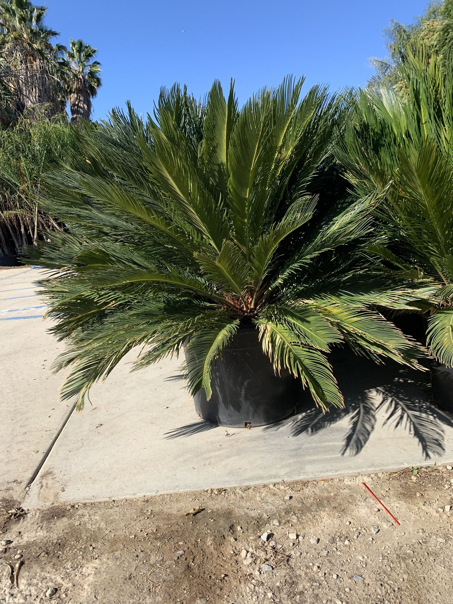 🌴 ELEGANT DESERT BEAUTY FOR YOUR LANDSCAPE! 🌿