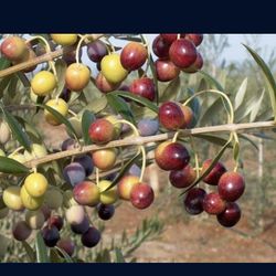 Arbequina Olive  3gallon Seft Fruitful Plant Tree