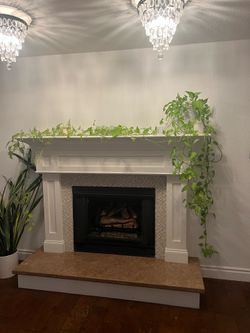 Live plants - Neon Pothos and Philodendron super healthy!
