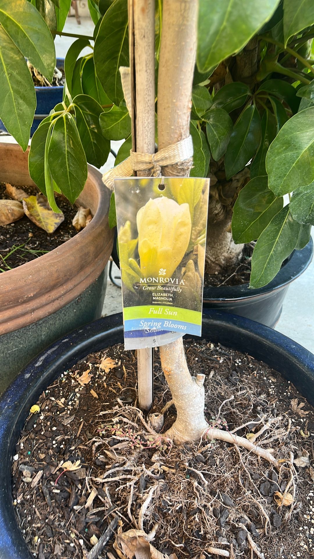 Monrovia Elizabeth Magnolia