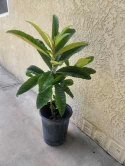 Loquat Tree