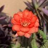 Cacti Lover