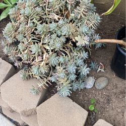Succulent Cuttings