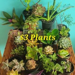 🌿 $3 pLaNts 🪴
