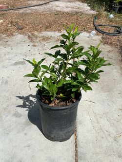 Gardenia plant