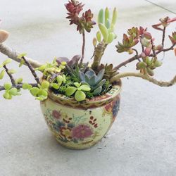 $12 Mix succulent in porcelain pot