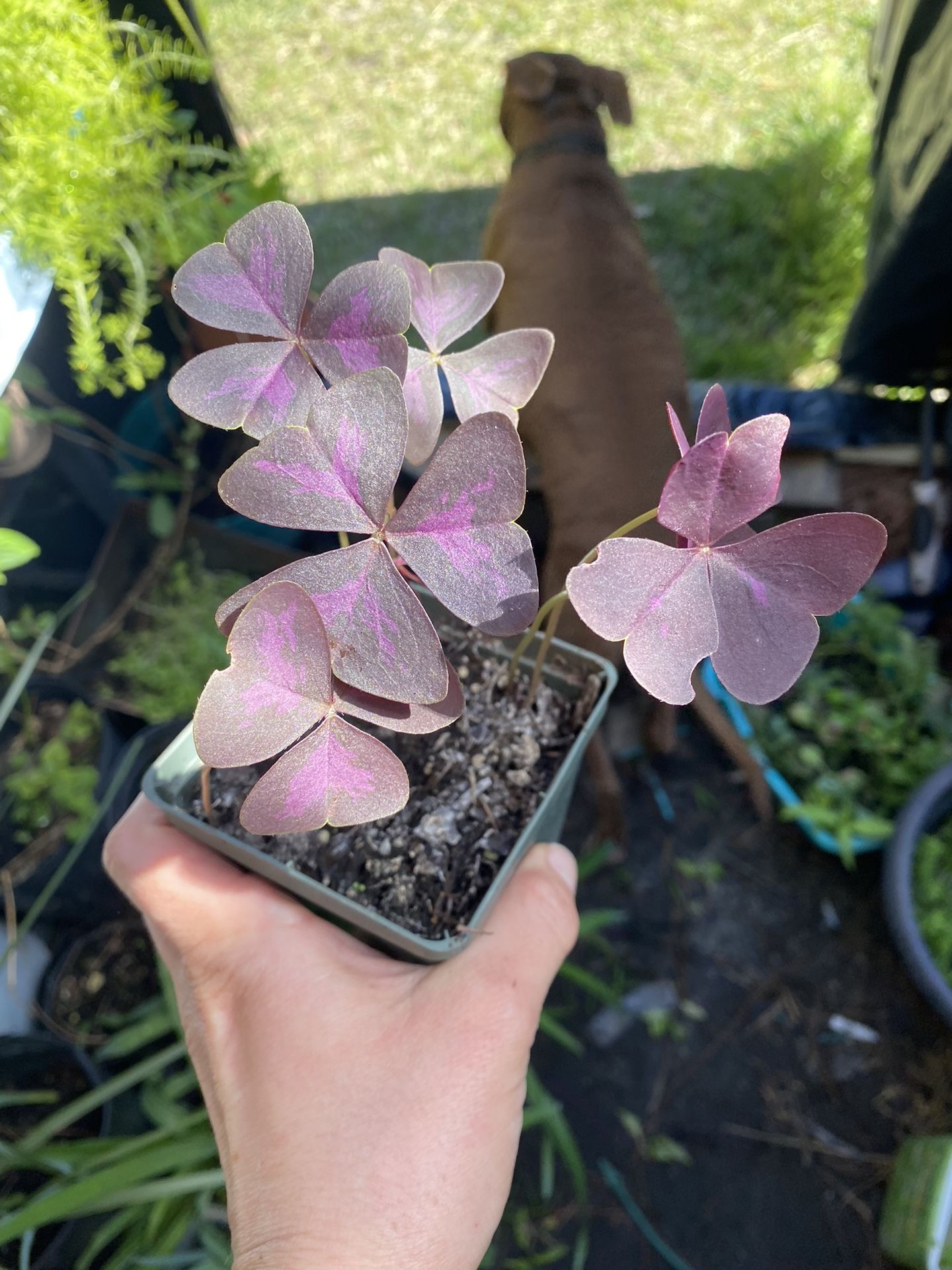 Shamrock Plants.