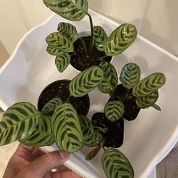 $5 Each | 🔥 CLEARA NCE SALE | Calathea makoyana | Peacock Plant