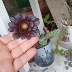 Plants