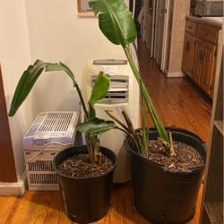 Birds Of Paradise And Monstera Loving Plants