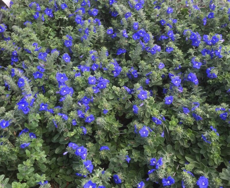 Blue daze blue my mind 1 gallon