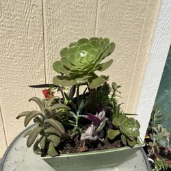 Beautiful Succulent 