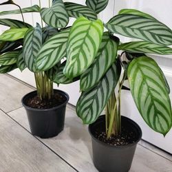 🌿Healthy Live Air Purifying Houseplant Beautiful Variegated Leaves Calathea Grey Star Plant 16" In Pot 5" ~ $15/ea
