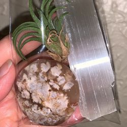 Mothers Day Gift- Crystals And Air Plant 