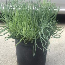 $6 Senecino Succulent plant