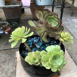 Plant Sale $5 Each Nicely Potted At Kevin’s Creations In Land Park Accepting Cash App Zelle And Cash See Details 